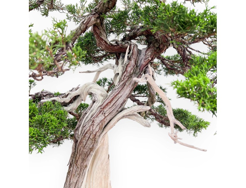 Bonsai di ginepro da 77 cm | Vaso a nuvola grès