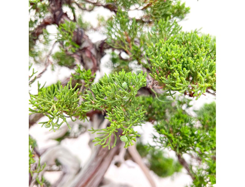 Bonsai von Wacholder von 77 cm | Wolke Steingut Topf