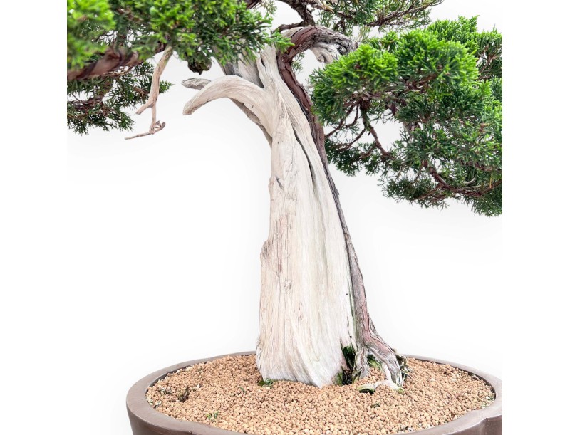 Bonsai di ginepro da 77 cm | Vaso a nuvola grès