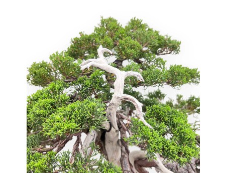Bonsai von Wacholder von 77 cm | Wolke Steingut Topf