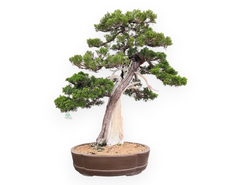 Bonsai di ginepro da 77 cm | Vaso a nuvola grès