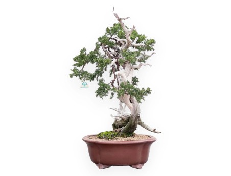 Bonsai von Wacholder von 72 cm | Wolke Steingut Topf