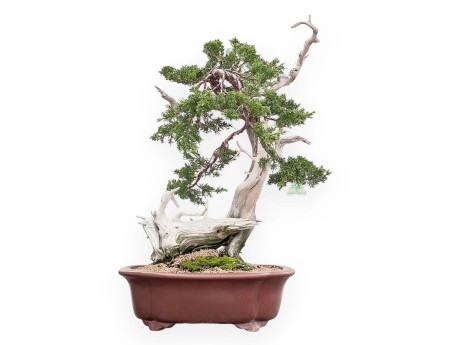 Bonsai van Juniperus van 72 cm| Wolk ongeglazuurde pot