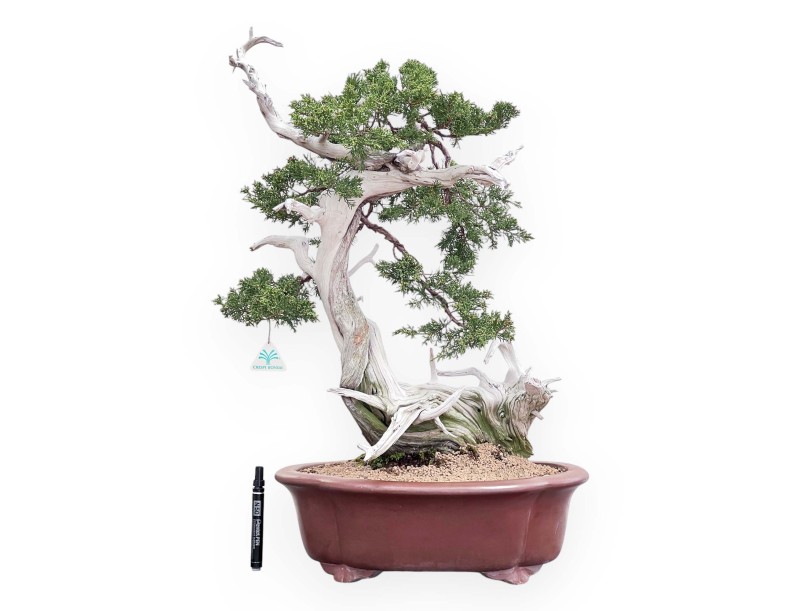 Bonsai von Wacholder von 72 cm | Wolke Steingut Topf