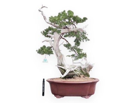Bonsai von Wacholder von 72 cm | Wolke Steingut Topf