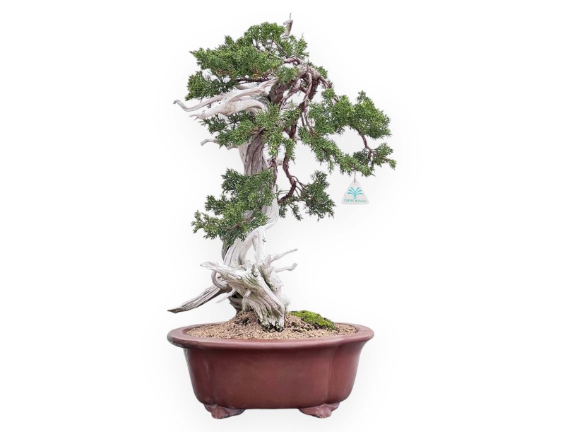 Bonsái de enebro de 72 cm | Maceta nube de gres