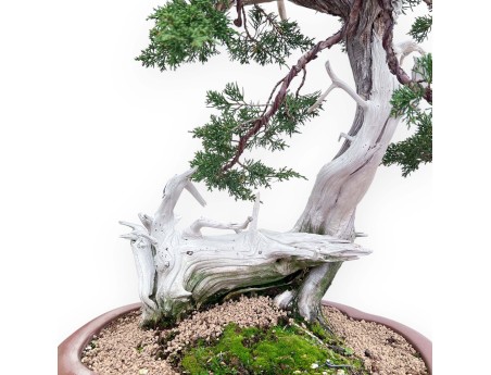 Bonsai di ginepro da 72 cm | Vaso a nuvola grès