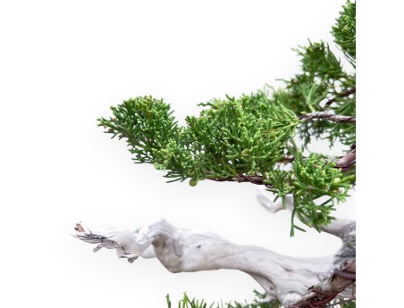 Bonsai van Juniperus van 72 cm| Wolk ongeglazuurde pot