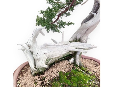 Bonsai di ginepro da 72 cm | Vaso a nuvola grès