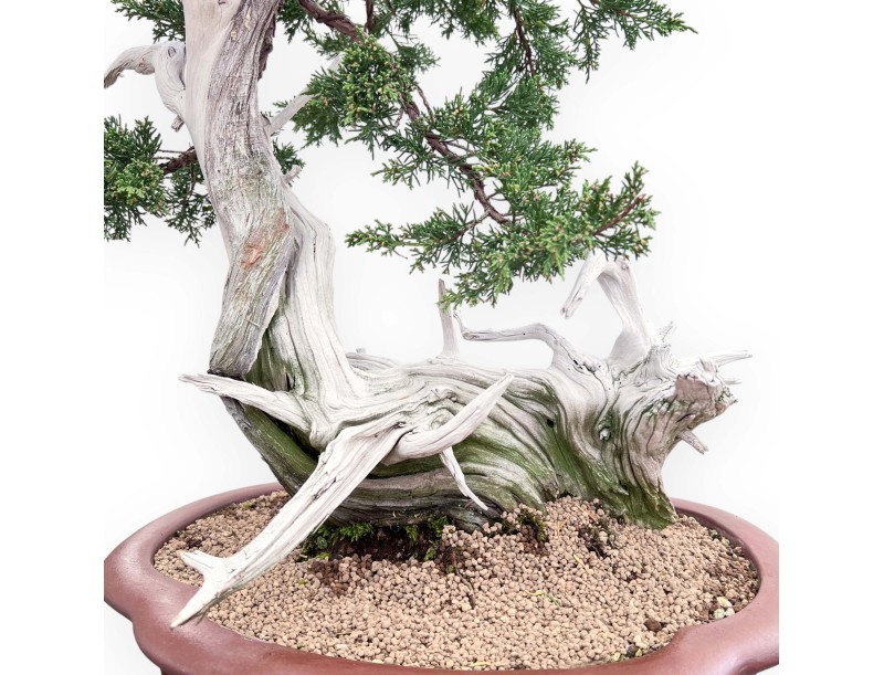 Bonsai of Juniper of 72 cm | Cloud stoneware pot