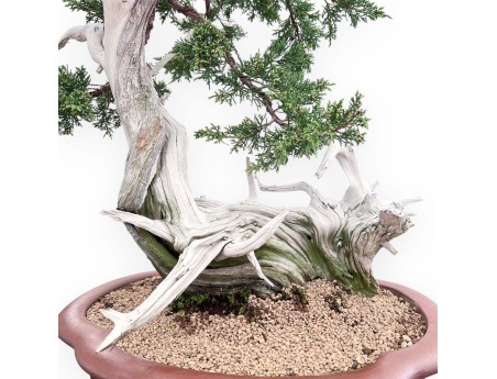 Bonsaï de genévrier de 72 cm | Pot à nuage en grès