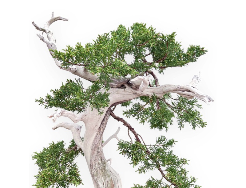Bonsai di ginepro da 72 cm | Vaso a nuvola grès