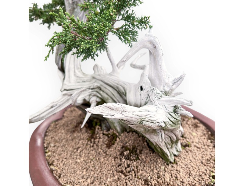 Bonsai von Wacholder von 72 cm | Wolke Steingut Topf