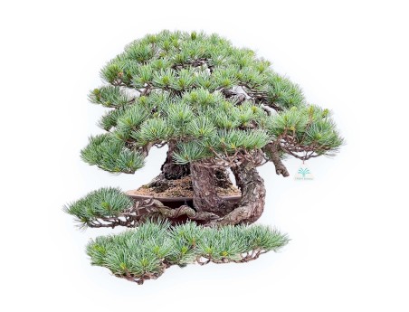 Bonsaï de Pinus Pentaphylla 53 cm| Pot fleur de lotus en grès