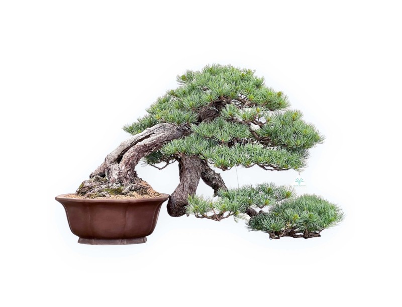 Bonsai of Pinus Pentaphylla 53cm| Lotus-flower stoneware pot