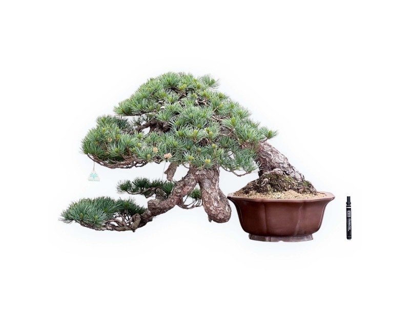 Bonsai of Pinus Pentaphylla 53cm| Lotus-flower stoneware pot