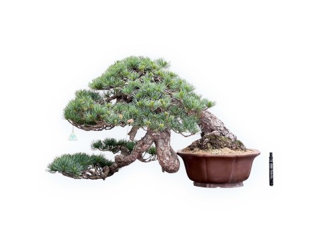 Bonsai von Pinus Pentaphylla 53cm| Lotus Blumen SteingutTopf