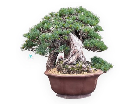 Bonsái de Pinus Pentaphylla 53 cm| Maceta flor de loto gres
