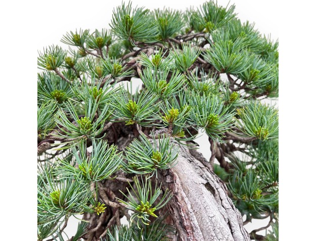 Bonsai of Pinus Pentaphylla 53cm| Lotus-flower stoneware pot 2