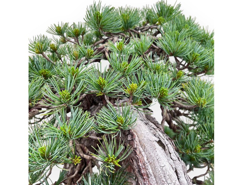 Bonsai of Pinus Pentaphylla 53cm| Lotus-flower stoneware pot