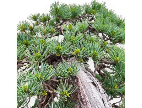 Pinus Pentaphylla Bonsai 53cm| Lotus bloem ongeglazuurde pot