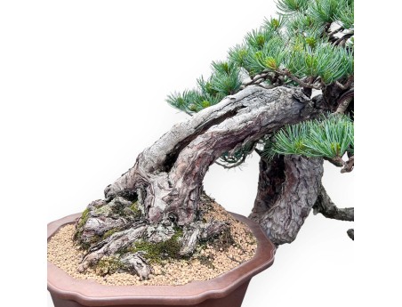 Pinus Pentaphylla Bonsai 53cm| Lotus bloem ongeglazuurde pot