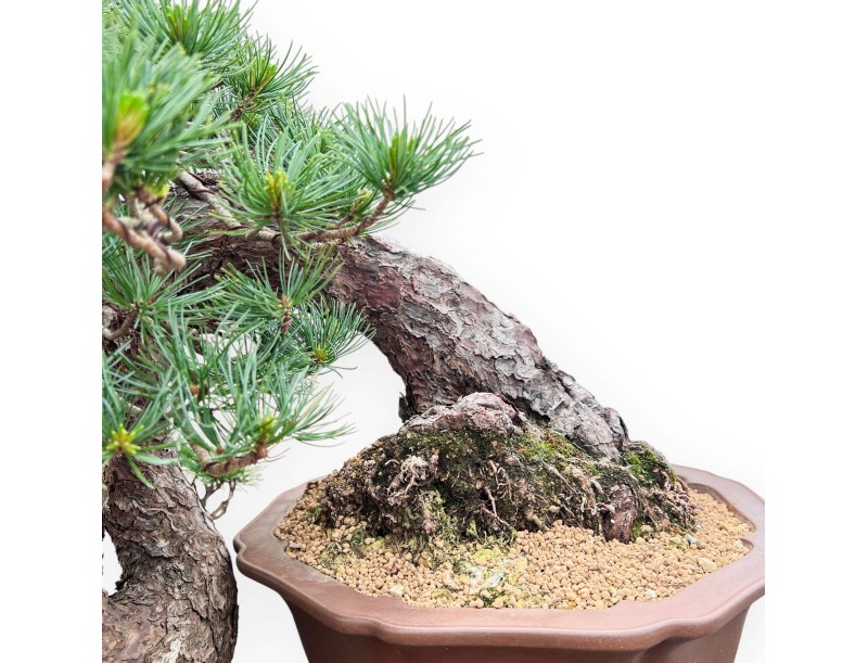 Bonsaï de Pinus Pentaphylla 53 cm| Pot fleur de lotus en grès