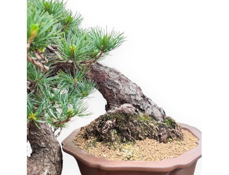 Bonsai von Pinus Pentaphylla 53cm| Lotus Blumen SteingutTopf