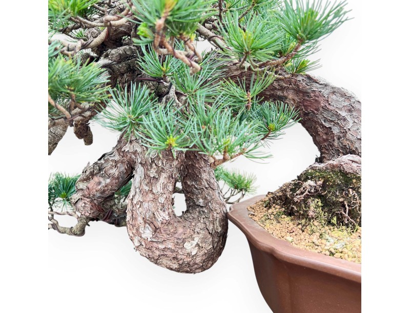 Bonsaï de Pinus Pentaphylla 53 cm| Pot fleur de lotus en grès