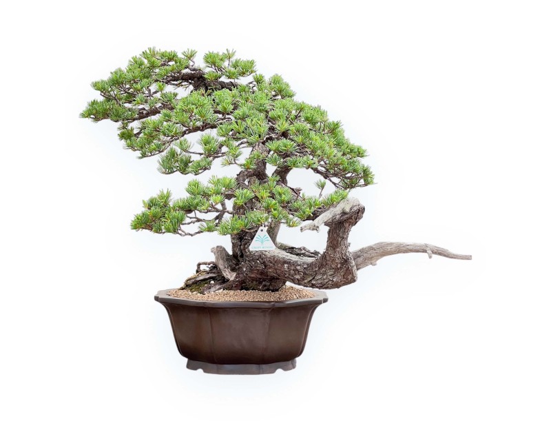 Bonsai von Pinus Pentaphylla 67cm| Lotus Blumen SteingutTopf