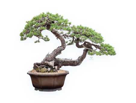 Pinus Pentaphylla Bonsai 67cm| Lotus bloem ongeglazuurde pot