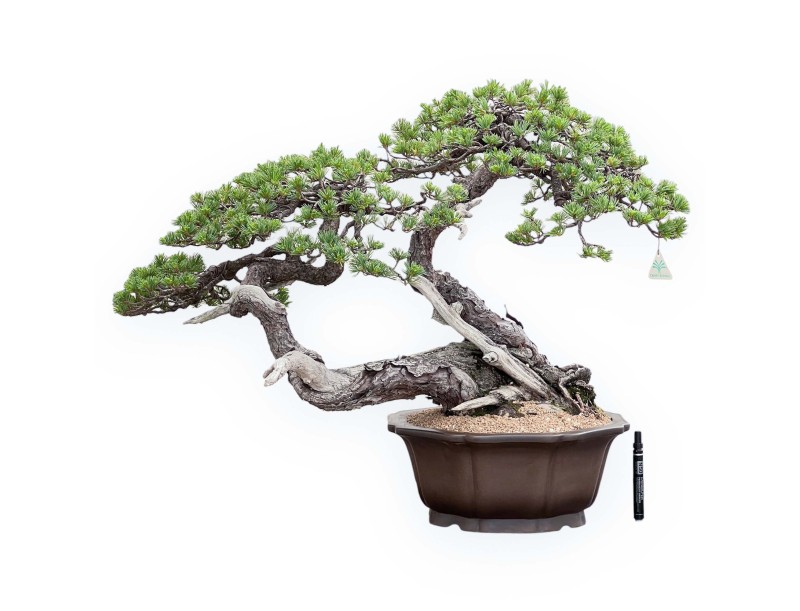 Bonsaï de Pinus Pentaphylla 67cm| Pot fleur de lotus en grès