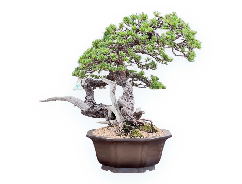 Bonsai of Pinus Pentaphylla 67cm| Lotus-flower stoneware pot