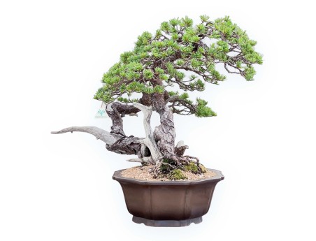 Bonsai von Pinus Pentaphylla 67cm| Lotus Blumen SteingutTopf