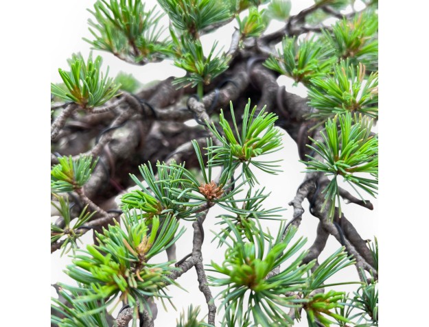 Bonsai of Pinus Pentaphylla 67cm| Lotus-flower stoneware pot 2