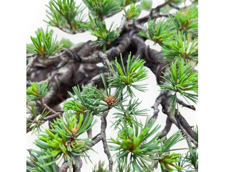 Bonsai of Pinus Pentaphylla 67cm| Lotus-flower stoneware pot