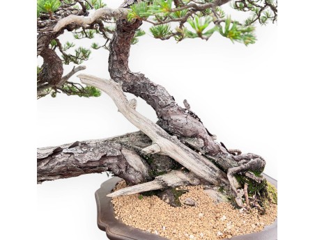 Bonsai von Pinus Pentaphylla 67cm| Lotus Blumen SteingutTopf