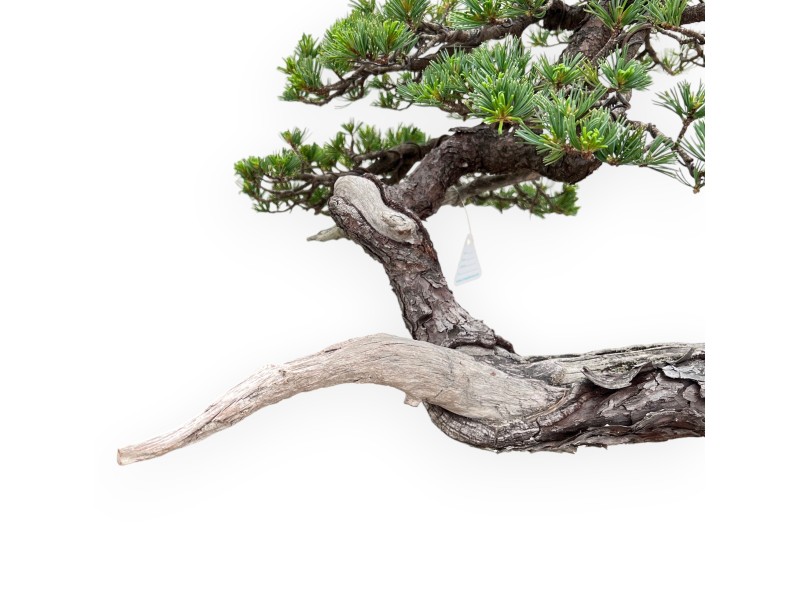 Bonsai von Pinus Pentaphylla 67cm| Lotus Blumen SteingutTopf