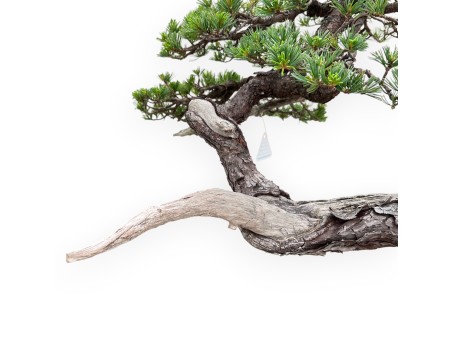 Pinus Pentaphylla Bonsai 67cm| Lotus bloem ongeglazuurde pot