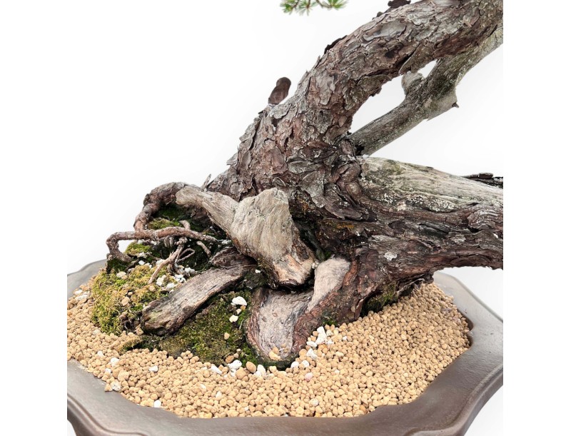 Bonsai of Pinus Pentaphylla 67cm| Lotus-flower stoneware pot