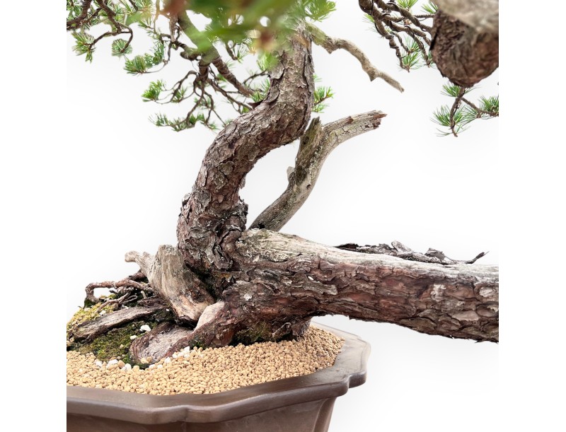 Bonsaï de Pinus Pentaphylla 67cm| Pot fleur de lotus en grès