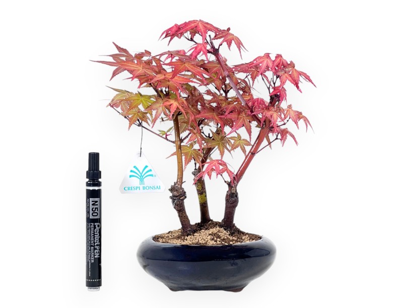 Esdoorn bonsai van 28 cm | Rond blauw pot