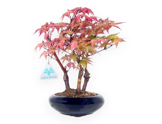 Bonsaï de Érable de 28 cm | Pot rond bleu