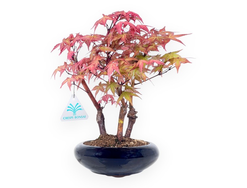 Bonsai di acero da 28 cm | Vaso tondo blu