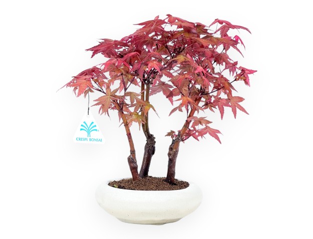 Bonsai of Maple of 27 cm | Round cream pot