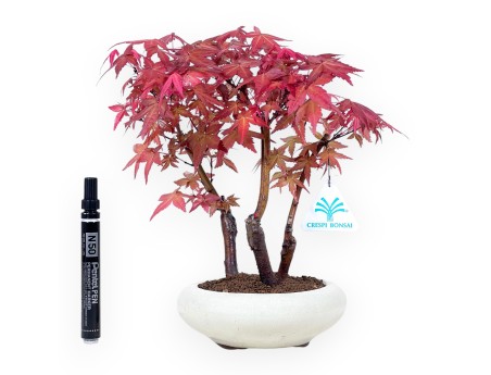 Bonsai von Ahorne von 27 cm | Rund creme Topf