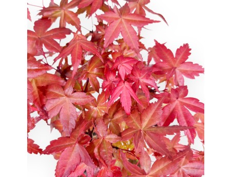 Bonsai of Maple of 27 cm | Round cream pot