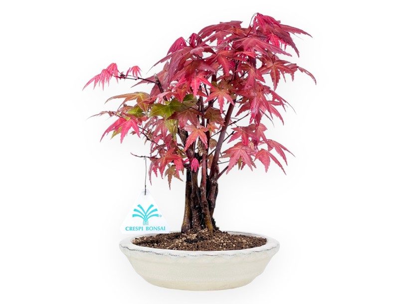 Bonsaï de Érable de 27 cm | Pot rond crème