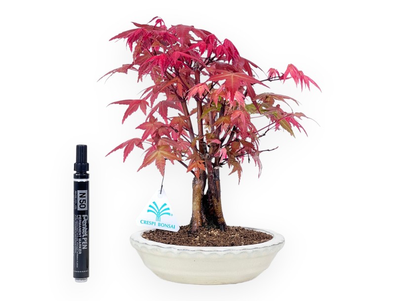 Bonsaï de Érable de 27 cm | Pot rond crème