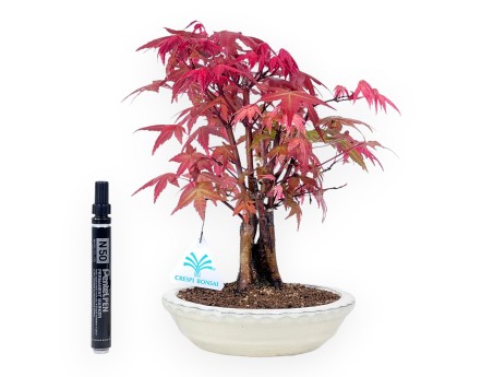 Bonsai of Maple of 27 cm | Round cream pot
